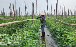 Hiệu quả rau vụ đ&ocirc;ng