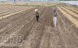 Kiến Xương: Mở rộng diện t&iacute;ch c&acirc;y vụ đ&ocirc;ng