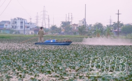  Trồng ấu tr&ecirc;n ruộng trũng, hiệu quả cao