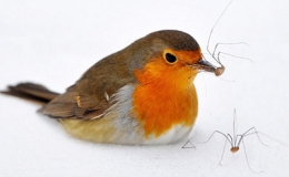 Ảnh đẹp động vật trong tuần