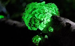 Những hiện tượng thi&ecirc;n nhi&ecirc;n hiếm c&oacute; nhất 