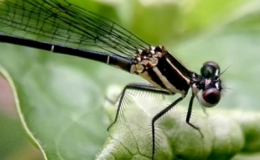 Ảnh macro chụp từ điện thoại