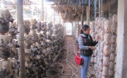 L&agrave;m gi&agrave;u từ trồng nấm