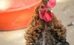 G&agrave; trống c&oacute; bộ l&ocirc;ng xoăn t&iacute;t như uốn