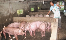 Giảm ngh&egrave;o nhờ nguồn vốn ưu đ&atilde;i