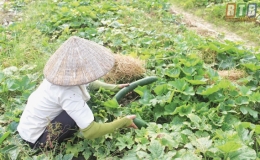 Đ&ocirc;ng Hưng rau xanh được m&ugrave;a, được gi&aacute;