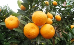 Quất Đ&ocirc;ng H&ograve;a căng tr&ograve;n đ&oacute;n tết