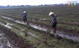 &ldquo;&Ocirc;ng chủ lớn&rdquo; tr&ecirc;n đồng ruộng