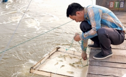 Bốn &ldquo;t&ocirc;m&rdquo;