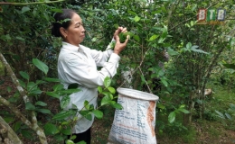 C&acirc;y ch&egrave; tr&ecirc;n đất Việt Thuận