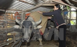 Chủ động ph&ograve;ng, chống đ&oacute;i, r&eacute;t cho vật nu&ocirc;i