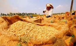 Khai mạc Festival L&uacute;a gạo Việt Nam lần thứ 3