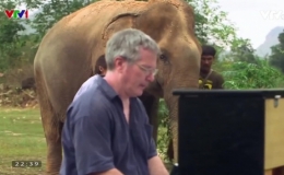 &Acirc;m nhạc chữa l&agrave;nh vết thương cho voi