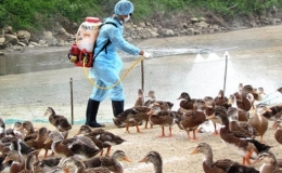 Nguy cơ cao dịch bệnh c&uacute;m gia cầm ph&aacute;t sinh v&agrave; l&acirc;y lan