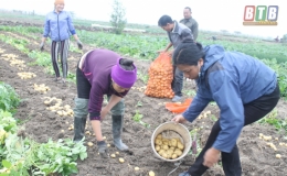 Li&ecirc;n kết sản xuất - hướng đi hiệu quả (Kỳ 3)