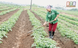 Thăng trầm c&acirc;y khoai t&acirc;y tr&ecirc;n đất T&acirc;n H&ograve;a