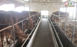 Chăn nu&ocirc;i b&ograve; cho hiệu quả kinh tế cao