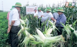 Li&ecirc;n kết sản xuất - Hướng đi hiệu quả (Kỳ 2)