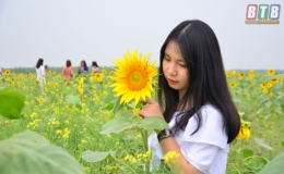 Ở Hồng L&yacute;&hellip; kh&ocirc;ng chỉ c&oacute; cải v&agrave;ng