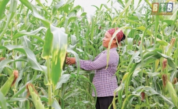 Li&ecirc;n kết sản xuất vụ đ&ocirc;ng