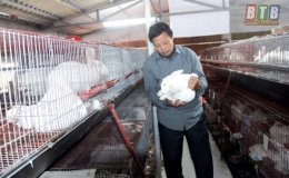 Ph&aacute;t triển nu&ocirc;i thỏ thương phẩm