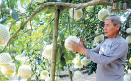 Hồng L&yacute;: Bưởi &ldquo;bao phủ&rdquo; vườn qu&ecirc;