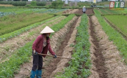 Quang Trung thu h&agrave;ng tỷ đồng từ li&ecirc;n kết sản xuất vụ đ&ocirc;ng