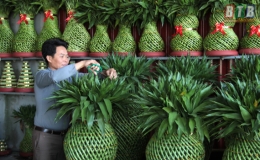 Minh T&acirc;n: Thu nhập cao từ c&acirc;y ph&aacute;t lộc