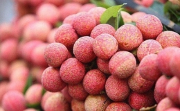 Vải thiều Việt được v&agrave;o Nhật Bản