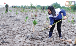 Th&aacute;i Thụy: Siết chặt quản l&yacute;, bảo vệ rừng ngập mặn