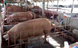 Người nu&ocirc;i heo thu l&atilde;i &ldquo;khủng&rdquo; nhờ gi&aacute; tăng cao