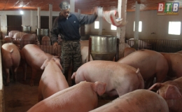 Vũ Thư đủ điều kiện c&ocirc;ng bố hết dịch bệnh tả lợn ch&acirc;u Phi tr&ecirc;n đ&agrave;n lợn