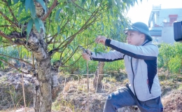 6 s&agrave;o đ&agrave;o cho thu nhập từ 150 - 200 triệu đồng/năm