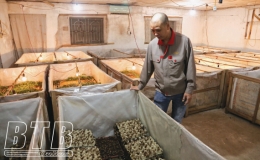 B&aacute;ch Thuận: N&ocirc;ng d&acirc;n thi đua l&agrave;m gi&agrave;u