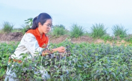 Biến ruộng hoang th&agrave;nh v&ugrave;ng dược liệu