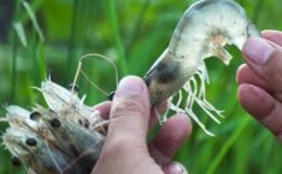 C&aacute;ch ph&ograve;ng v&agrave; trị một số bệnh thường gặp ở t&ocirc;m thẻ ch&acirc;n trắng