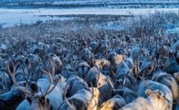  Cuộc di cư chạy trốn m&ugrave;a xu&acirc;n của đ&agrave;n tuần lộc