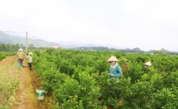 Đ&ocirc;ng Triều: Gắn x&acirc;y dựng NTM với ph&aacute;t triển đ&ocirc; thị