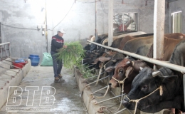 Hiệu quả nu&ocirc;i b&ograve; thịt vỗ b&eacute;o tr&ecirc;n nền đệm l&oacute;t sinh học