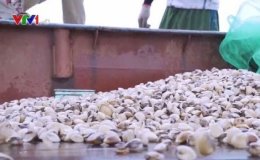 Lần đầu ti&ecirc;n tr&ecirc;n thế giới, ngao Việt Nam được chứng nhận ASC