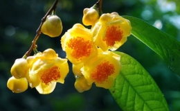 Lễ hội Tr&agrave; hoa v&agrave;ng lần thứ III sẽ diễn ra v&agrave;o cuối th&aacute;ng 12