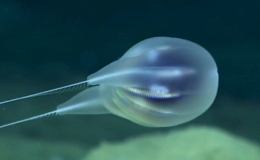  Ph&aacute;t hiện lo&agrave;i sứa lược mới ở độ s&acirc;u 3.900 m dưới biển