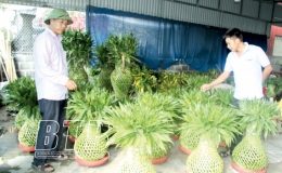 Ph&aacute;t lộc - Ph&aacute;t t&agrave;i