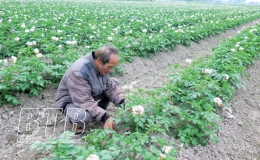 Vũ Ninh duy tr&igrave; diện t&iacute;ch c&acirc;y m&agrave;u vụ đ&ocirc;ng