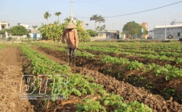 Huyện Tiền Hải: T&iacute;ch cực chăm s&oacute;c c&acirc;y m&agrave;u vụ đ&ocirc;ng