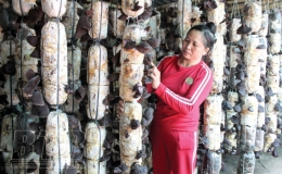 L&agrave;m gi&agrave;u từ trồng nấm b&agrave;o ngư, mộc nhĩ