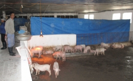 Th&aacute;i Thụy: Ngăn chặn bệnh dịch tả lợn ch&acirc;u Phi l&acirc;y lan tr&ecirc;n diện rộng