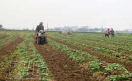 Vũ Lễ: Sớm đưa khoai t&acirc;y trở th&agrave;nh sản phẩm OCOP