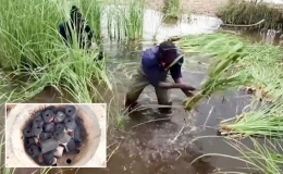 Biến cỏ dại th&agrave;nh than sinh học v&agrave; gạch x&acirc;y nh&agrave;