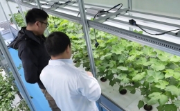 C&ocirc;ng nghệ gi&uacute;p Qatar trồng rau phục vụ World Cup